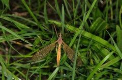 Tipula ultima
