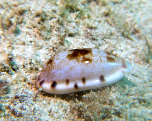 Alison’s Cowrie