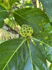 Morinda
