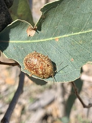 Paropsis variolosa