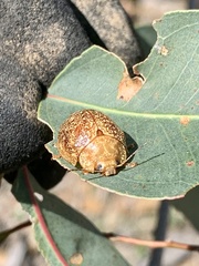 Paropsis variolosa
