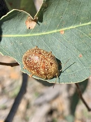 Paropsis variolosa