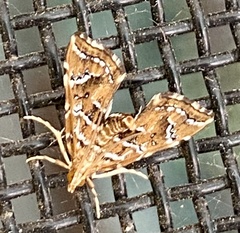 Musotima nitidalis