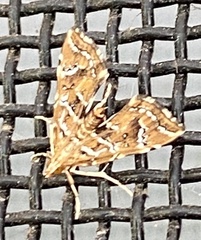 Musotima nitidalis