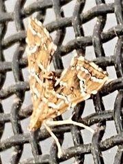 Musotima nitidalis