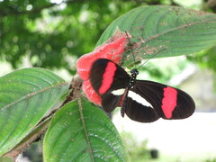 Heliconius erato