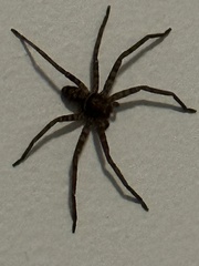 Heteropoda cervina