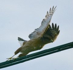Accipiter cooperii