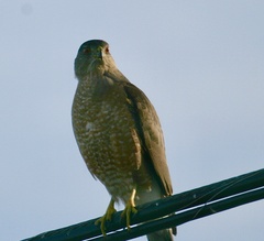 Accipiter cooperii
