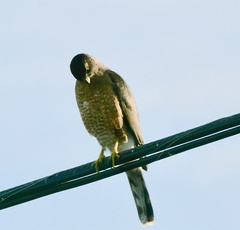 Accipiter cooperii