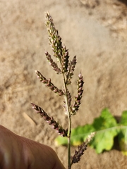 Echinochloa