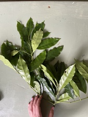 Apodytes brachystylis