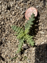 Emmenanthe penduliflora penduliflora