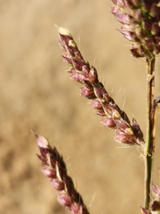Echinochloa