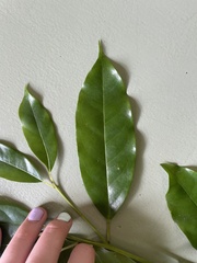 Apodytes brachystylis