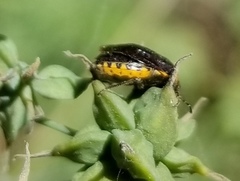 Cosmopepla uhleri