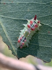 Doratifera quadriguttata