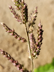 Echinochloa