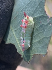 Doratifera quadriguttata