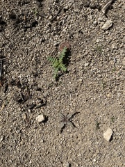 Emmenanthe penduliflora penduliflora