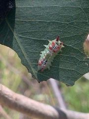 Doratifera quadriguttata