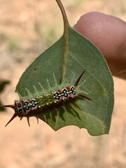 Doratifera quadriguttata