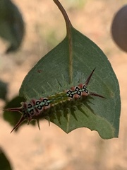 Doratifera quadriguttata