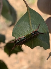 Doratifera quadriguttata