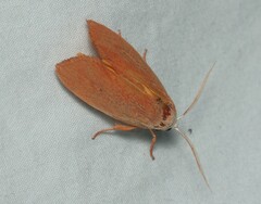 Cryptophasa rubescens