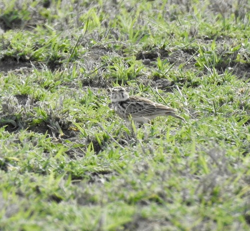 Short-tailed Lark (Spizocorys fremantlii), photo 5