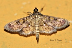 Diacme elealis