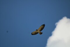 Buteo brachyurus