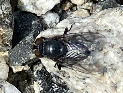 iNaturalist observation photo of Blow Flies