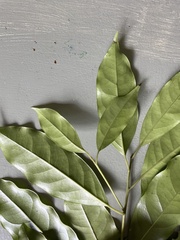 Apodytes brachystylis