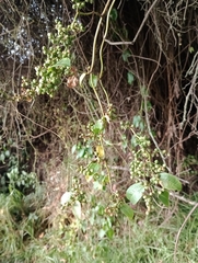 Muehlenbeckia tamnifolia