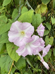 Calystegia sepium roseata x Silvatica disjuncta