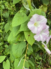 Calystegia sepium roseata x Silvatica disjuncta