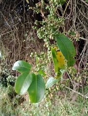 Muehlenbeckia tamnifolia