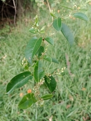 Muehlenbeckia tamnifolia