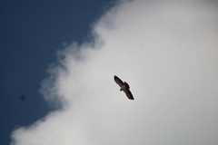 Buteo brachyurus