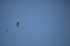 Buteo brachyurus