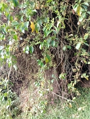 Muehlenbeckia tamnifolia