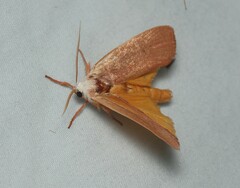 Cryptophasa rubescens