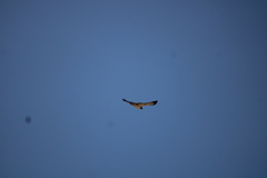 Buteo brachyurus