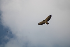 Buteo brachyurus