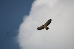 Buteo brachyurus