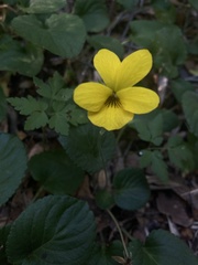 Viola magellanica
