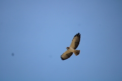 Buteo brachyurus