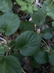 Viola magellanica