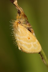 Euproctis bicolor